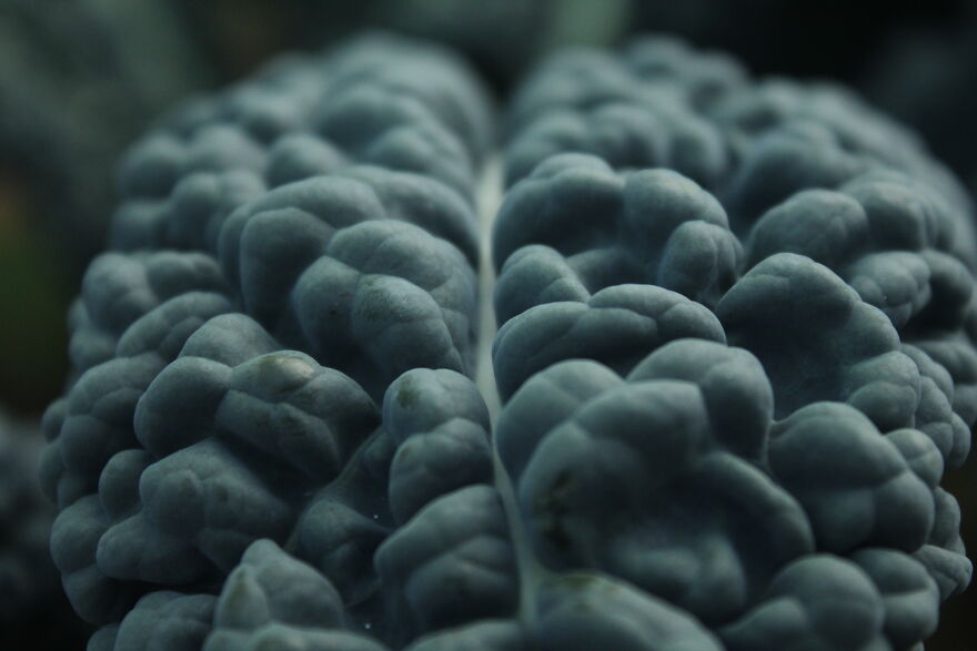Brassica Oleracea Var. Acephala, Black Cabbage, In My Uncle's Field.