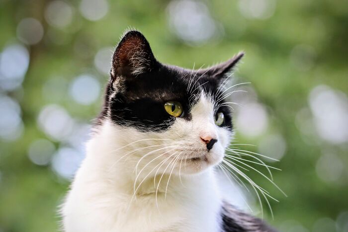 How About This Handsome Fella