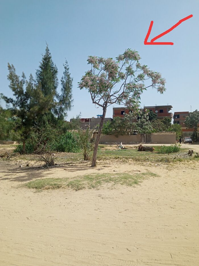 Melia Azedarach, Rural Area, Egypt. These Flowers Appear Once A Year In The Middle Of The Spring 
