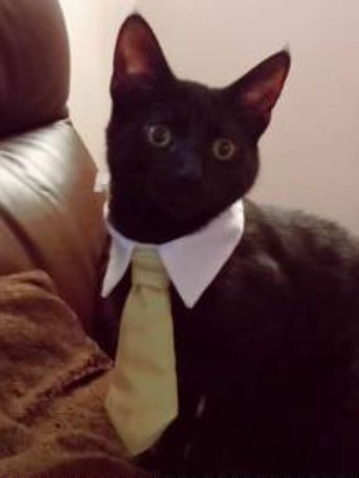 My Name Is Loki, After A Hard Day At The Office, I Love To Relax In Front Of The Tellybox!