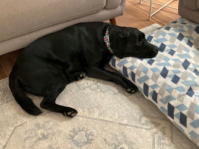 Louie, A 1 Year Old Black Lab With A Tumor On His Foot