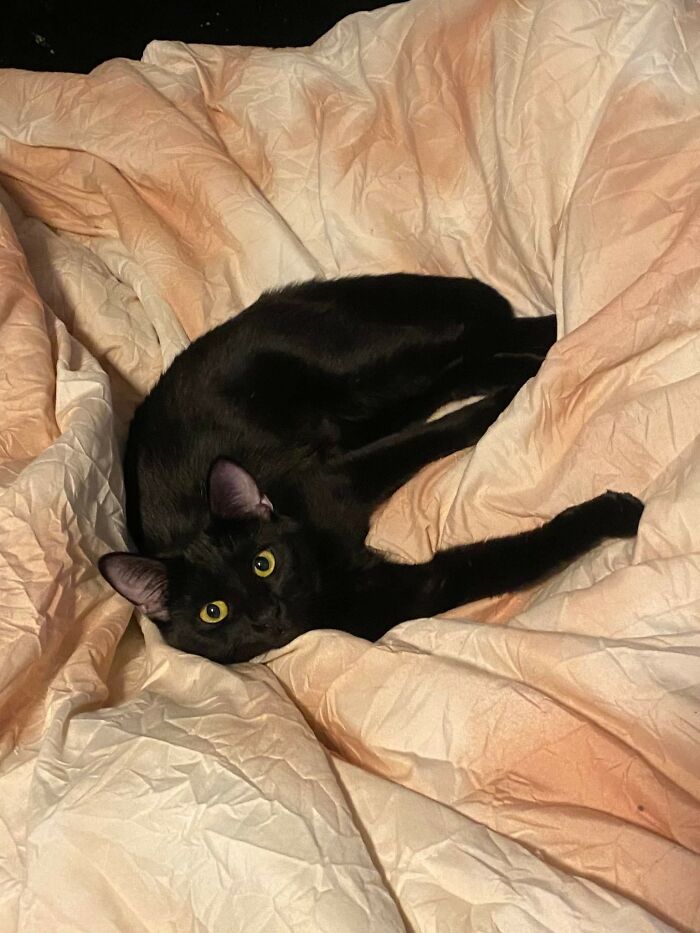 Hi My Name Is Nadja And I Love Whatever You Are Eating, Naps And World Domination. Swipe Right If You Know What’s Good For You.