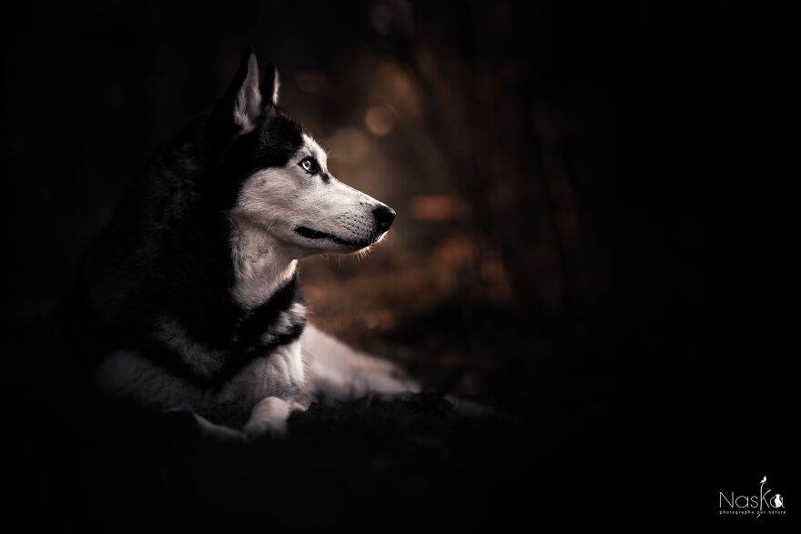 My Dog ​​changed My Life…