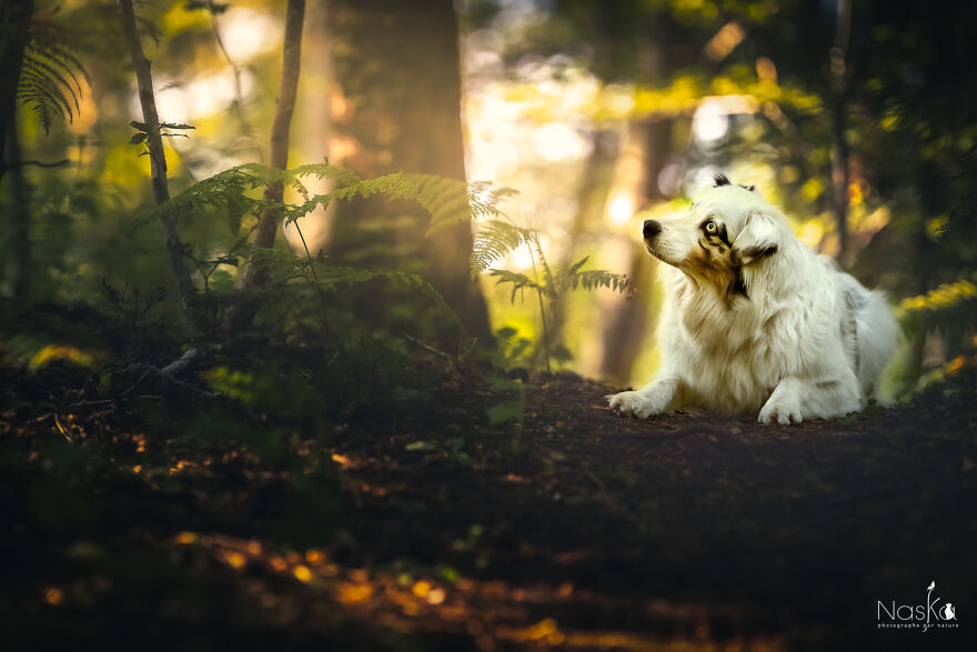 My Dog ​​changed My Life…