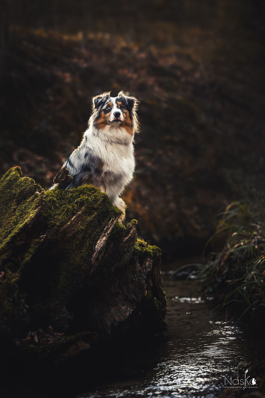 My Dog ​​changed My Life…