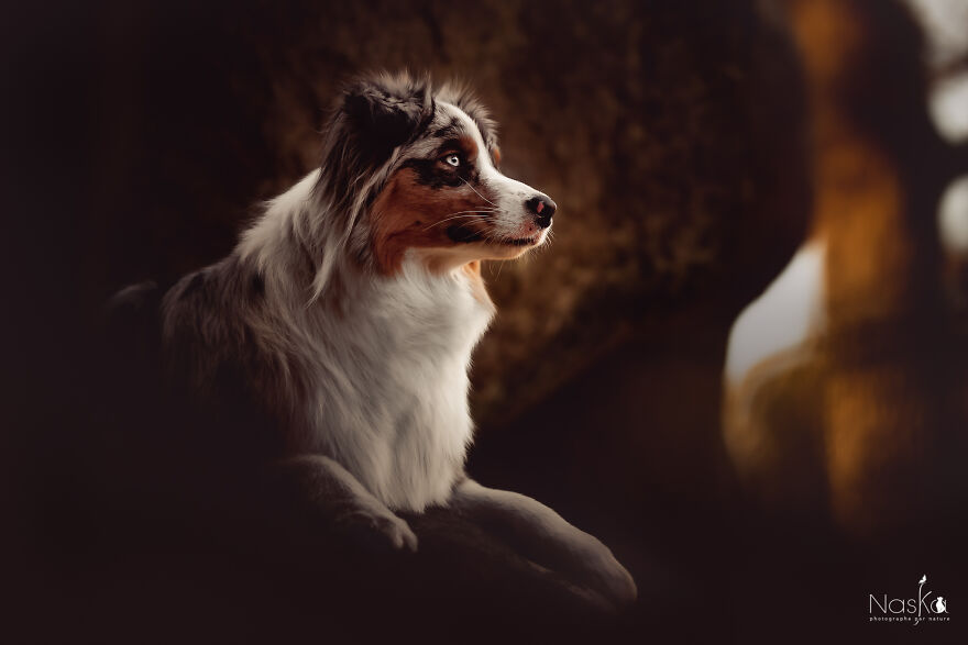 My Dog ​​changed My Life…