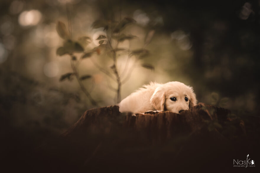 My Dog ​​changed My Life…