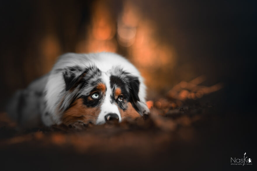 My Dog ​​changed My Life…