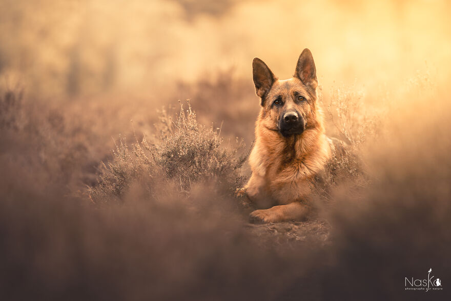 My Dog ​​changed My Life…