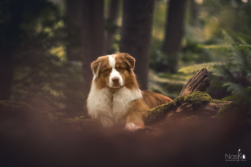 My Dog ​​changed My Life…