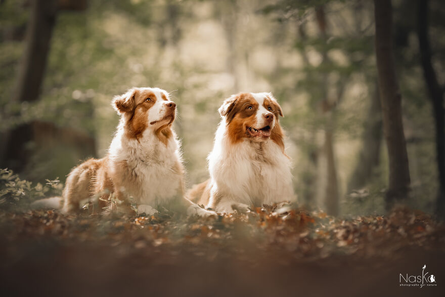 My Dog ​​changed My Life…