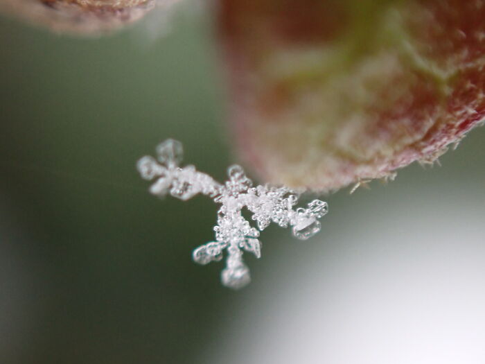 I Am A Macro Photographer Who Captures The Often Overlooked Magical Beauty Of The World Around Us, Here Are 22 Images From My New Book.