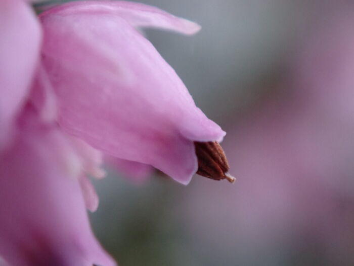 I Am A Macro Photographer Who Captures The Often Overlooked Magical Beauty Of The World Around Us, Here Are 22 Images From My New Book.