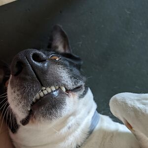 rominaherrera avatar