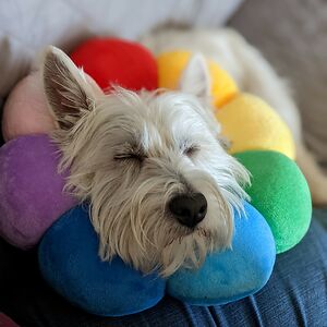 kellyhoward_1 avatar