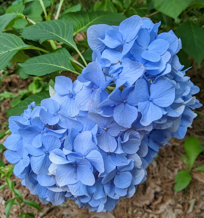 Blue Hydrangeas