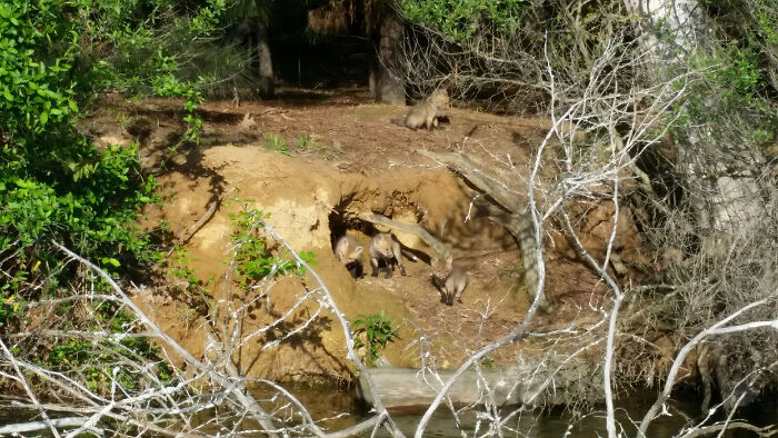 Cute foxes exploring near their den, surrounded by trees and natural foliage.