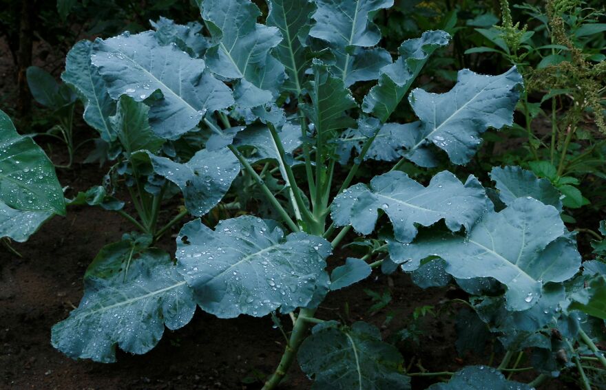 Rain Droplets On Broccoli Leafs - My Gaarden, Abuja