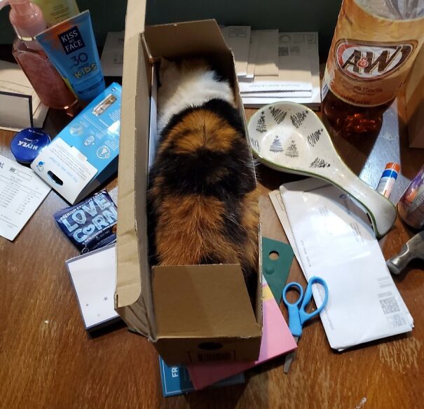 If She Fits, She Sits