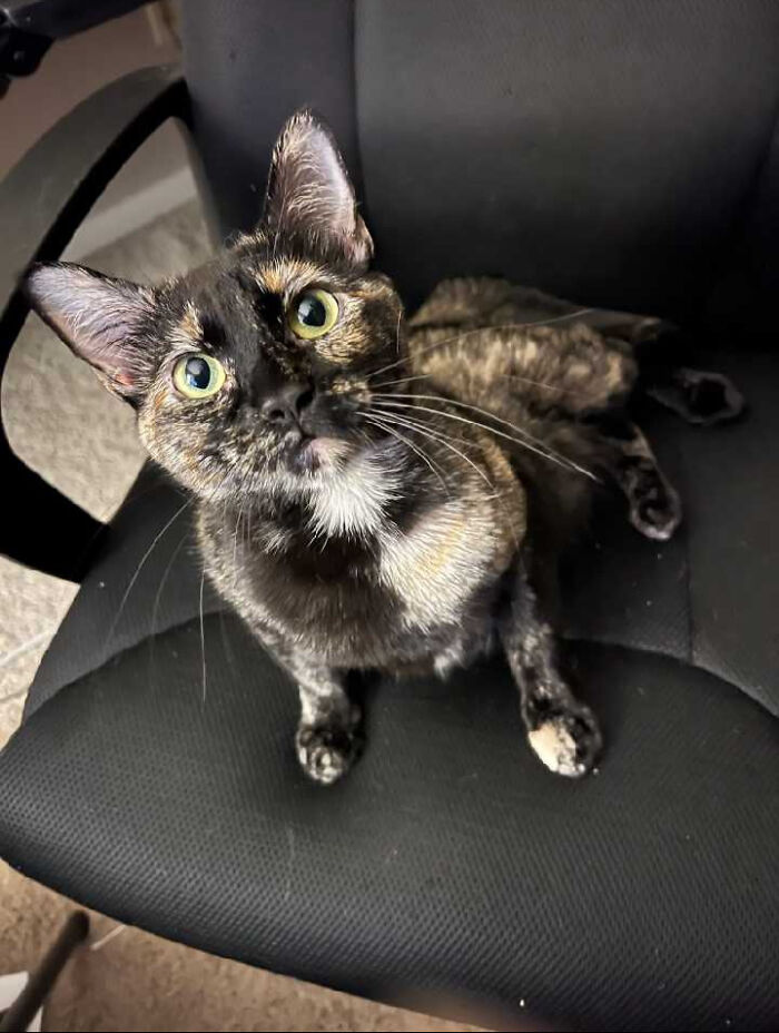 Hi- I'm Honey! I'm Not On Here To Look For Boys, I'm Only Here To Make My Husband Jealous, Last Night A Girl Cat Called To Him In The Window And He Responded! The Nerve Of Some Cats.