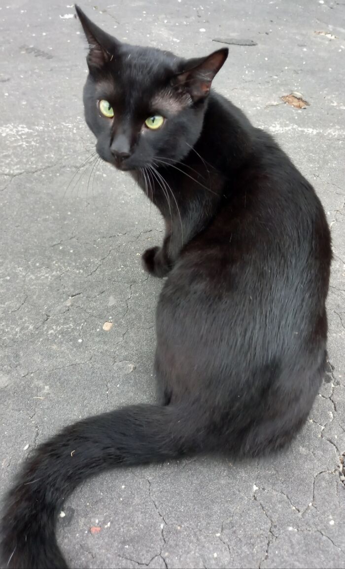 Spoiled Indoor Prince Who Enjoys Long Walks, Hair Ties And Shoving His Butthole In Your Face If You're Gaming And Not Paying Enough Attention To Him.