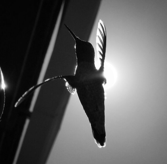 I Call This One "Olè!"