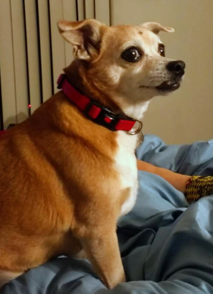 This Photo I Took Of My Friend's Dog Makes Her Look Like The Disneyland Meme Girl