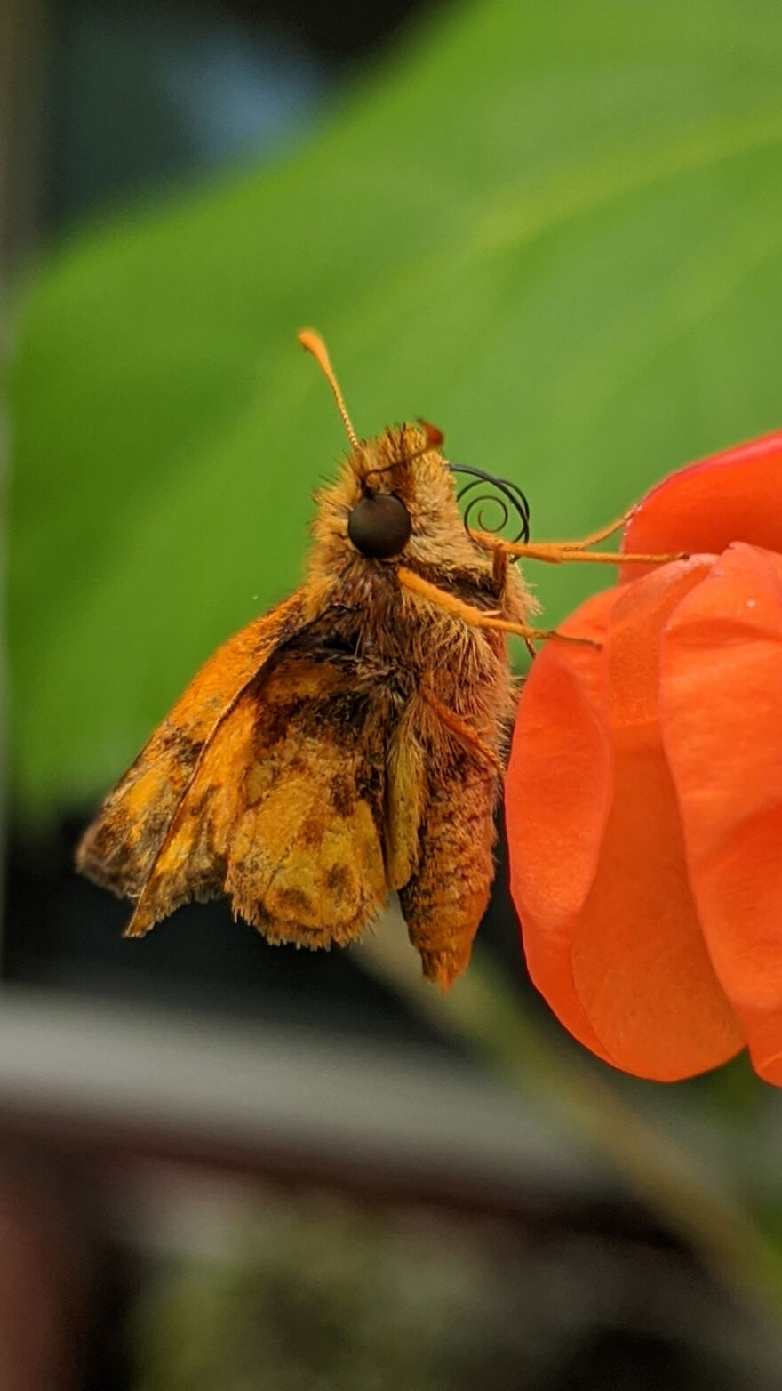 A Tiny Butterfly On A Bean Flower. Look At Its Little Proboscis. :)