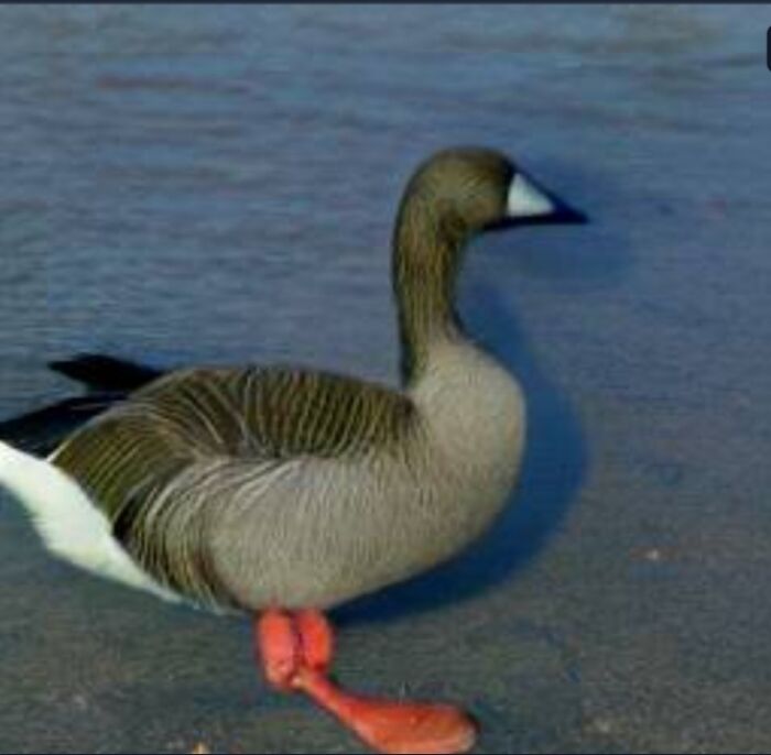 Beach Goose, Not Sure What I Was Expecting 