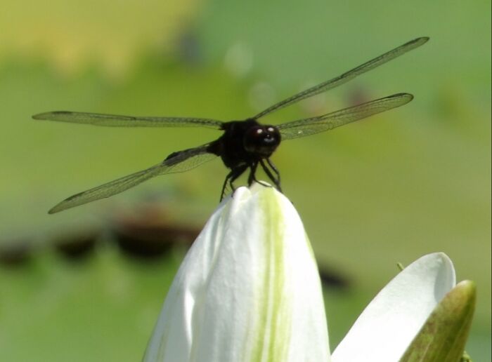 Smiley Face Dragonfly