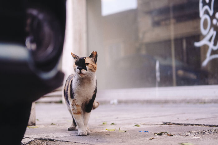 The Diversity Of Stray Cats Living On The Streets In Limassol, Cyprus That I Captured (22 Pics)