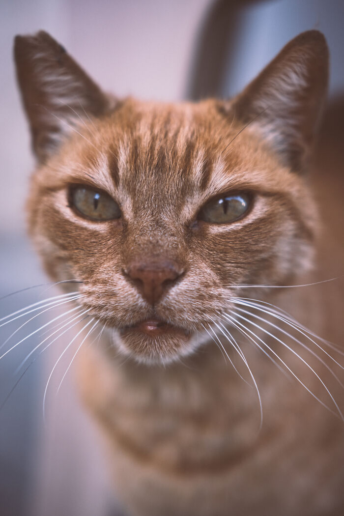 The Diversity Of Stray Cats Living On The Streets In Limassol, Cyprus That I Captured (22 Pics)