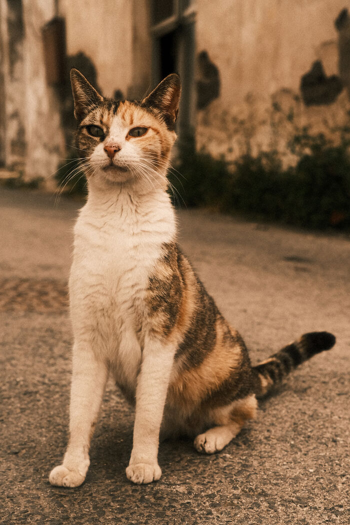 The Diversity Of Stray Cats Living On The Streets In Limassol, Cyprus That I Captured (22 Pics)
