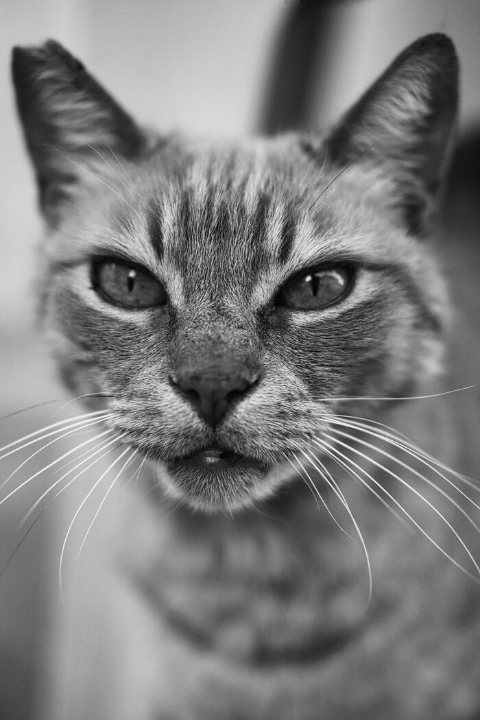 The Diversity Of Stray Cats Living On The Streets In Limassol, Cyprus That I Captured (22 Pics)