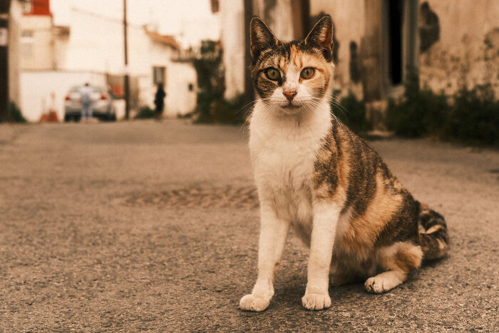 The Diversity Of Stray Cats Living On The Streets In Limassol, Cyprus That I Captured (22 Pics)