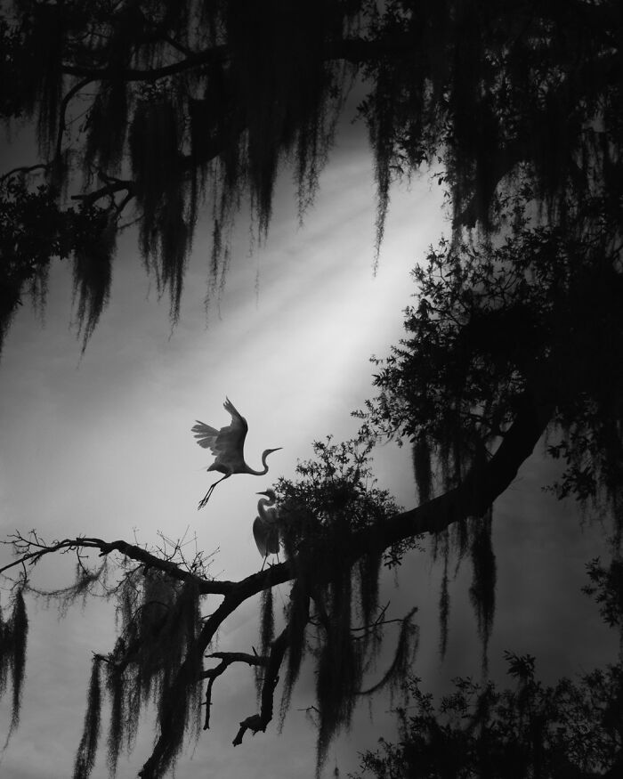 Black and white powerful photography capturing birds on a tree branch with hanging moss, highlighting nature’s beauty and grace.