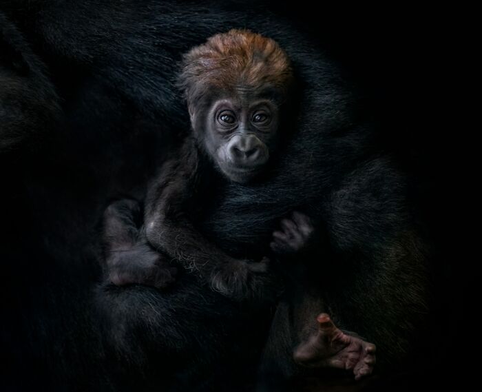Close-up of a baby gorilla clinging to its mother, showcasing powerful photography from Siena International Photo Awards.