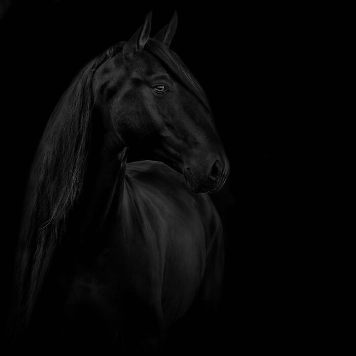 Black horse portrait with flowing mane in a dark background captured in powerful photography style, Siena International Photo Awards winner.