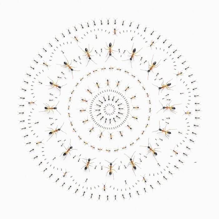 Spiral arrangement of various sized ants on a white background showcasing powerful photography from Siena International Photo Awards.