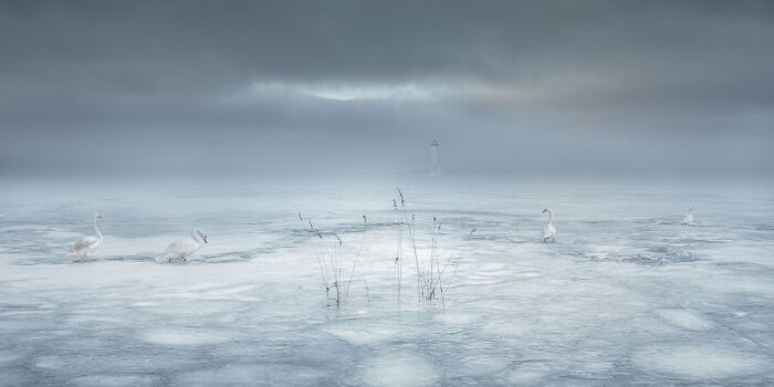 Misty frozen lake with swans and sparse reeds under a moody sky showcasing powerful photography.