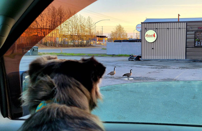 Dog Lover Shares How His Pup Lives A Heartwarming Double Life Visiting An Elderly Woman Every Day Dog Lover Shares How His Pup Lives A Heartwarming Double Life Visiting An Elderly Woman Every Day