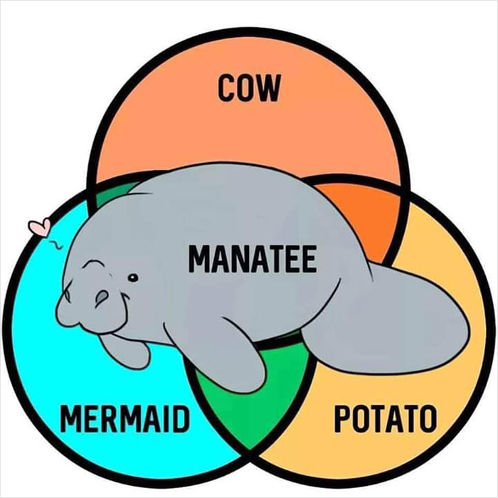 Funny Venn diagram with cow, mermaid, potato, and manatee in overlapping sections.