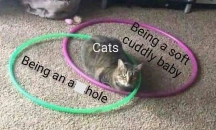 A funny Venn diagram with a cat sitting at the intersection of circles labeled "Being a soft cuddly baby" and "Being an a**hole."