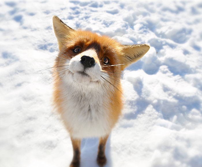 Cute fox with fluffy fur standing in snow, looking up with curious eyes.