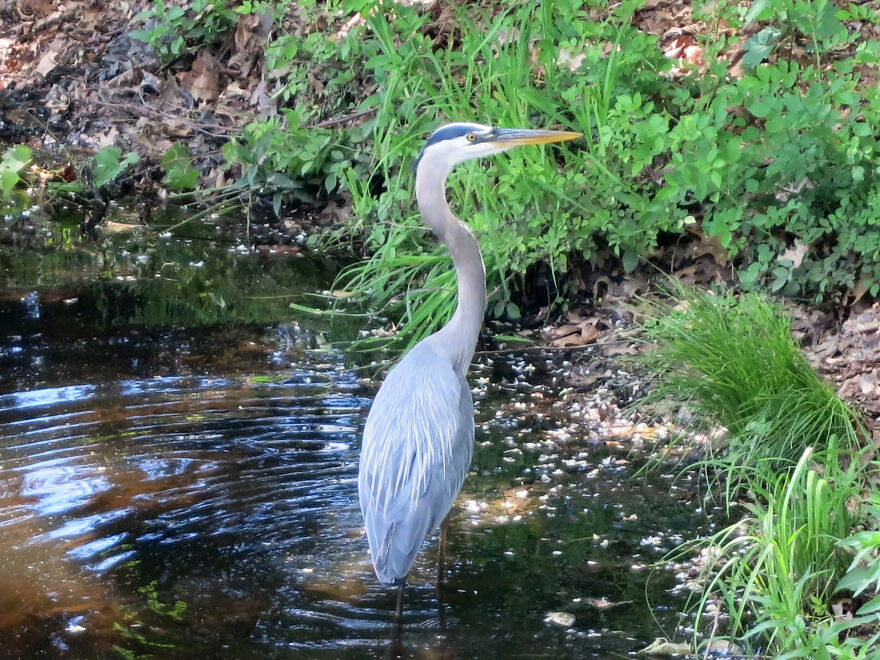 Heron, Willy Pond, Easthampton, Massachusetts