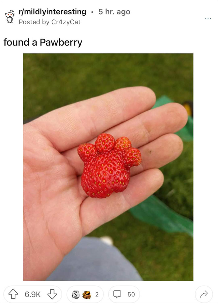 A strawberry resembling a paw in a person's hand, shared in a wholesome memes group, on grass background.