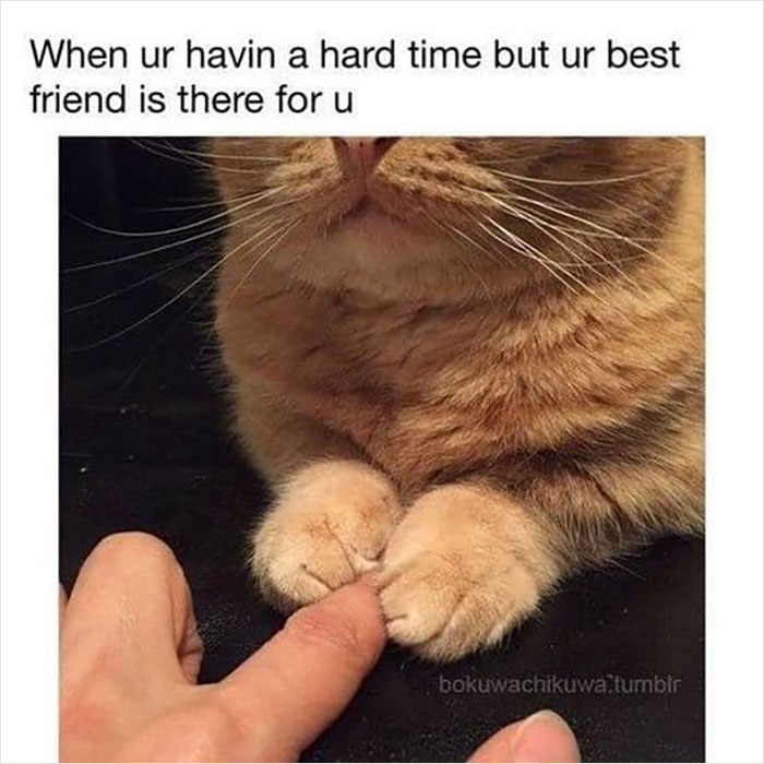 Cat comforting a finger, embodying wholesome memes reminding us of friendship and support.