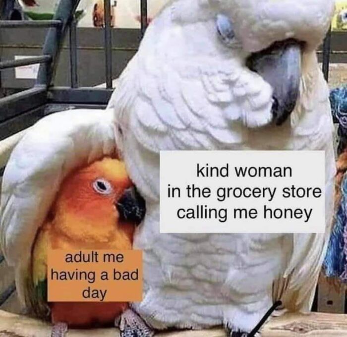Parrot comforting another with wholesome memes about kindness in tough times.