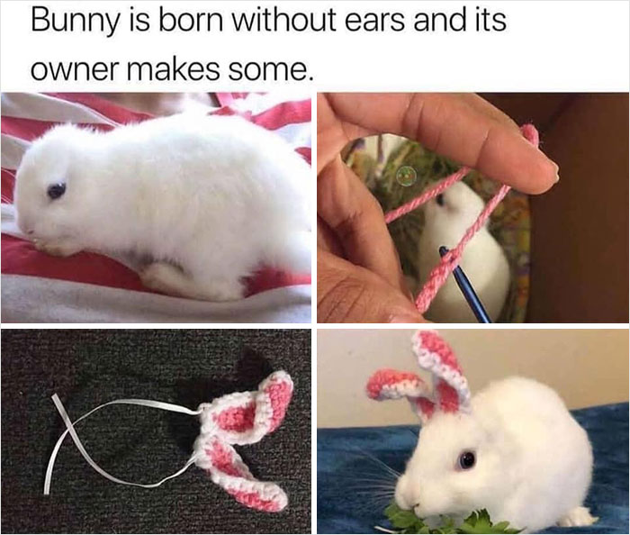 Wholesome meme: A bunny without ears gets handmade ears from its owner, showcasing kindness and creativity.