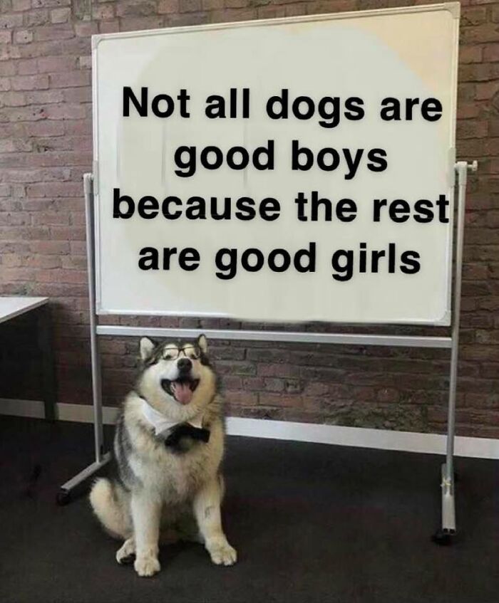 Dog in glasses, smiling in front of a whiteboard with a wholesome meme about good boys and girls, creating positivity.